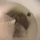 Watch this cute, brunette biker chick taking a nice dump. I think the Mexican food give her a stomach ache. She wipes her ass and shows us the results. 